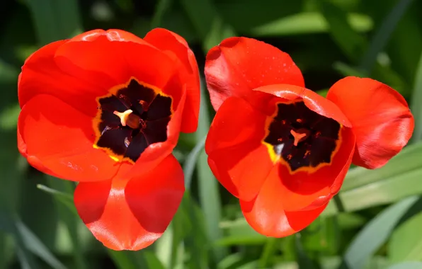 Картинка Макро, Macro, Red tulips, Красные тюльпаны