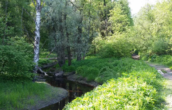 Зелень, Вода, Дерево, Дорога, Тропинка, Деревья, Река, Лес