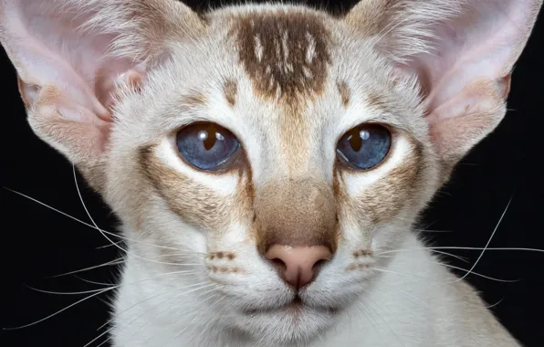 Картинка взгляд, портрет, мордочка, уши, голубые глаза, котейка, Ориентальная кошка