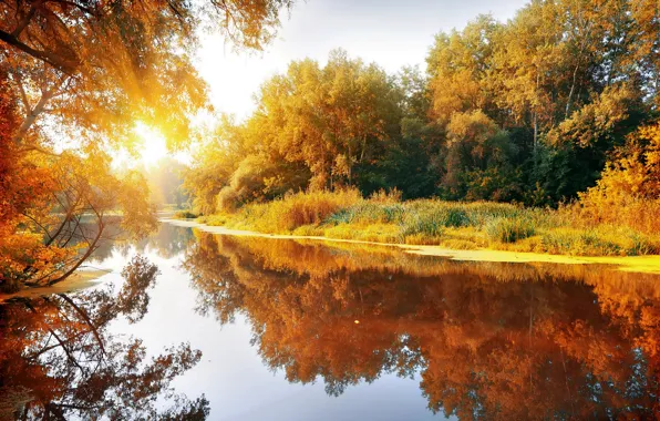 Картинка осень, лес, солнце, пейзаж, природа, река, роща
