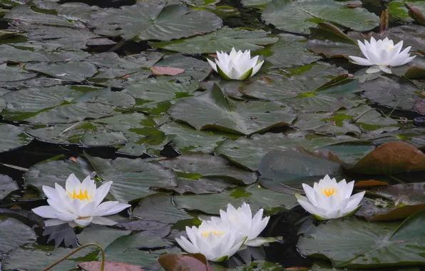 Картинка озеро, листики, the lake, водяные кувшинки, the leaves of water lilies