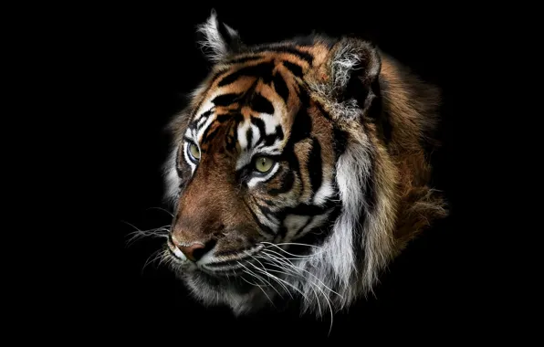 Природа, тигр, зверь