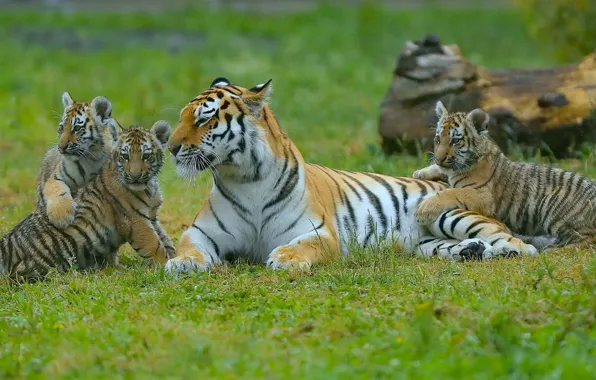 Картинка котята, тигры, тигрица, тигрята, материнство, детёныши