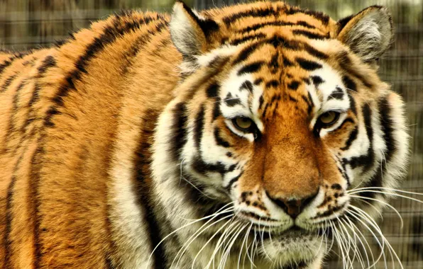 Картинка взгляд, морда, хищник, дикая кошка, Амурский тигр