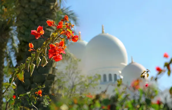 Картинка цветы, купол, ОАЭ, Абу-Даби, мечеть шейха Зайда