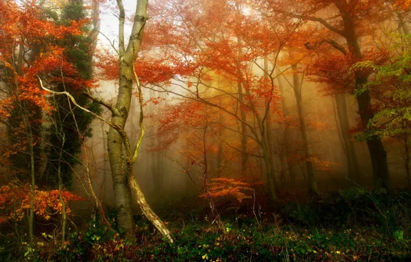 Осень, лес, туман