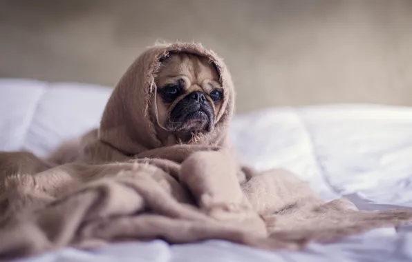 Картинка пес, мопс, одеялко