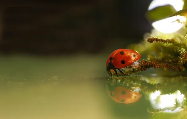 Картинка вода, макро, природа, отражение, божья коровка, мох, жук, боке