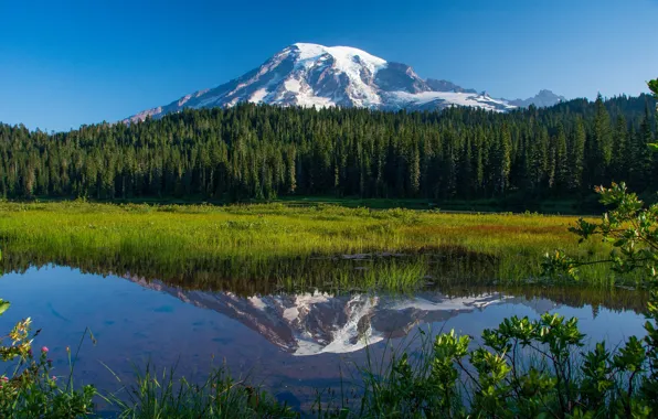 Лес, озеро, отражение, гора, Mount Rainier National Park, Национальный парк Маунт-Рейнир, Mount Rainier, Washington State