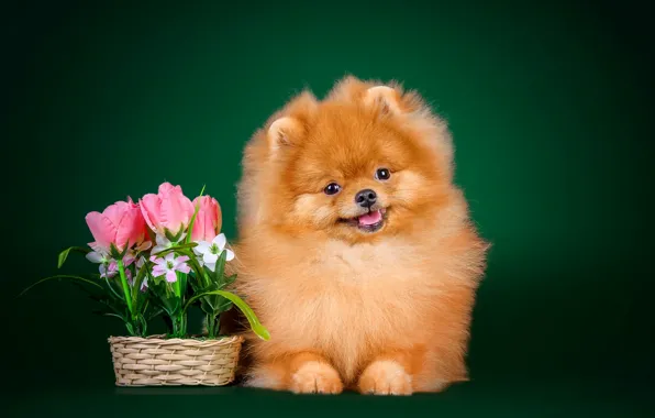 Взгляд, друг, собака