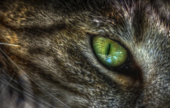 Кошка, макро, глаз, зелёный, кошачий