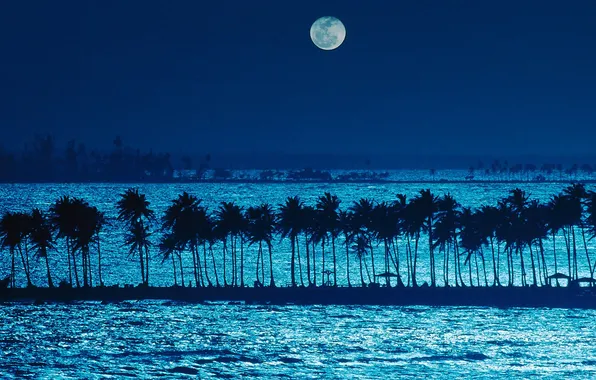 Картинка море, пляж, ночь, пальмы