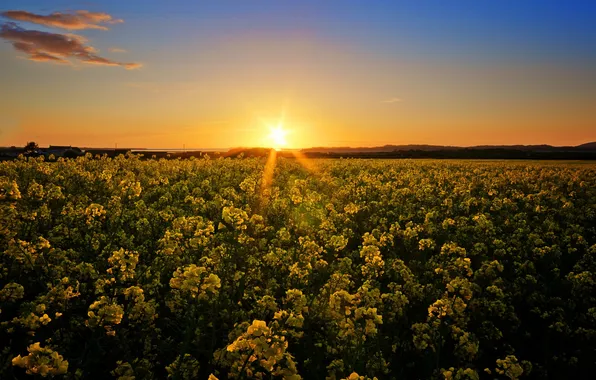 Картинка поле, небо, солнце, закат, цветы, природа, фото, рассвет