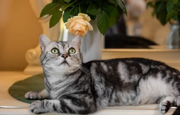 Кошка, кот, цветы, поза, роза, букет, зеркало, лежит