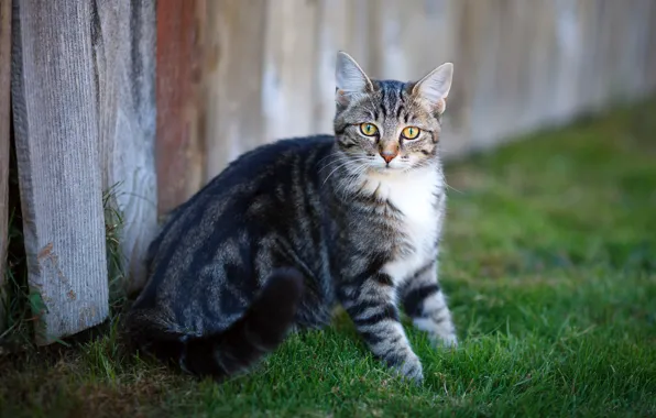 Картинка кошка, трава, кот, взгляд, морда, серый, поляна, доски