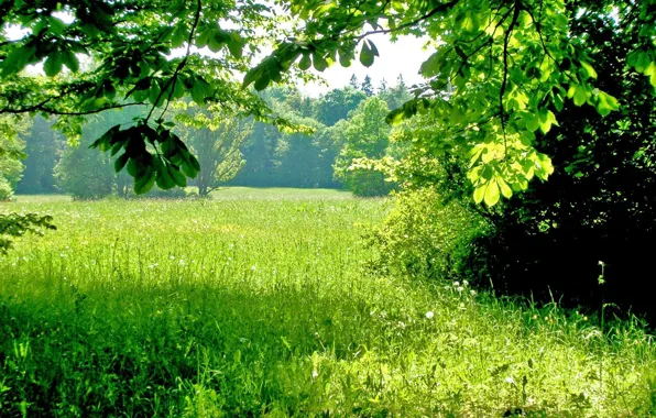 Зелень, лето, трава, деревья, тени, солнечный день
