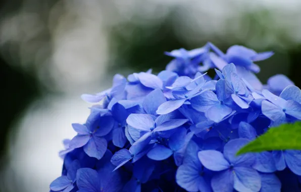 Картинка цветок, макро, цветы, синий, зеленый, фон, голубой, widescreen