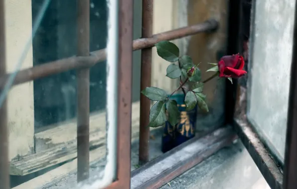 Картинка цветок, роза, окно
