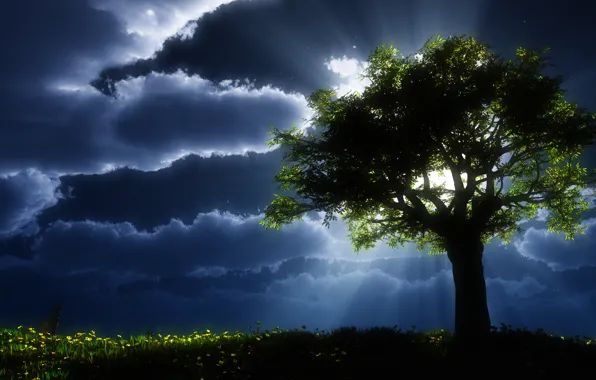 Nature, landscapes, tree