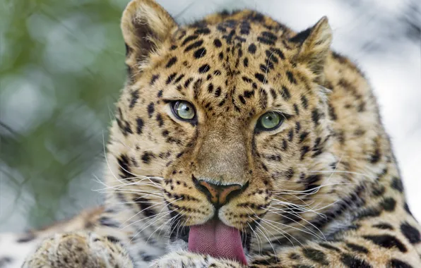 Язык, кошка, взгляд, морда, амурский леопард, ©Tambako The Jaguar