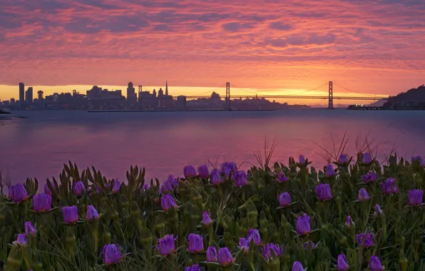 Цветы, ночь, город, San Francisco