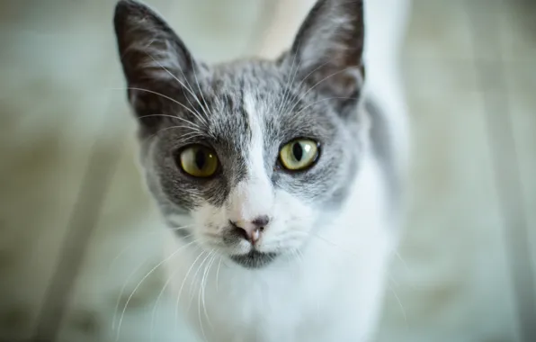 Глаза, кот, дерево, wood, eyes, cat, looking, глядя