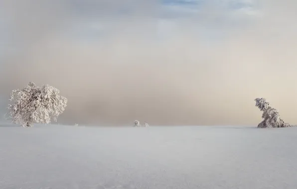Зима, снег, деревья