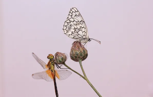 Картинка фон, бабочка, стрекоза, стебель