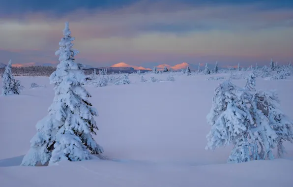 Зима, снег, деревья, сугробы, Швеция, кусты, Sweden, Lapland