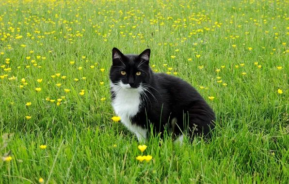 Зелень, кошка, трава, кот, взгляд, цветы, поза, черно-белый