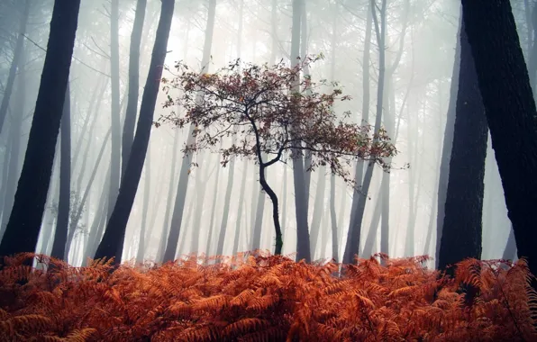 Лес, пейзаж, природа, туман