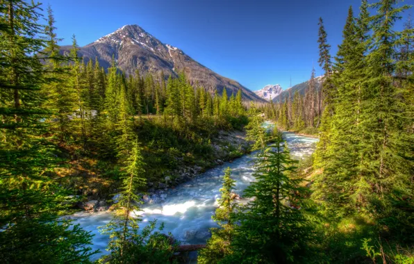 Деревья, горы, ели, Канада, речка, Vermilion Kootenay
