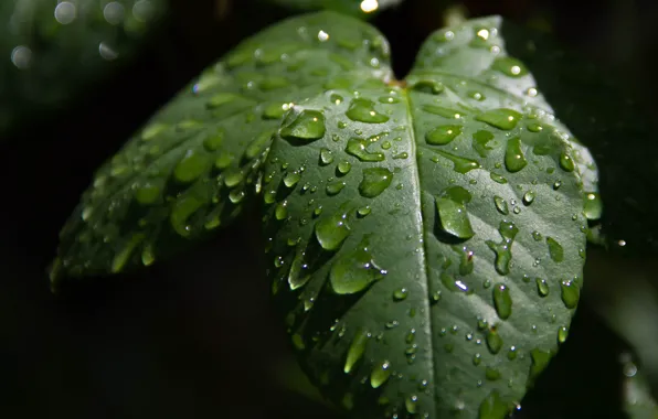 Картинка Макро, Капли, Macro, Drops, Зелёные листья, Green leaves