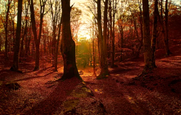 Картинка осень, лес, листва, colors, forest, Autumn, leaves, fall