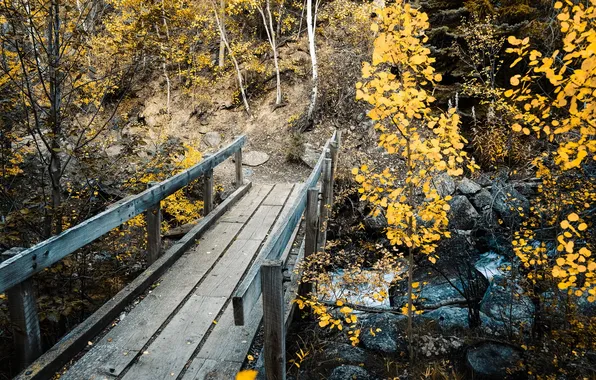 Landscape, bridge, autumn, Colorado