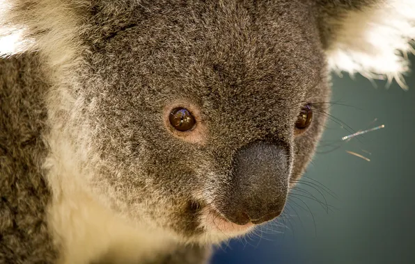 Австралия, коала, травоядное, сумчатое