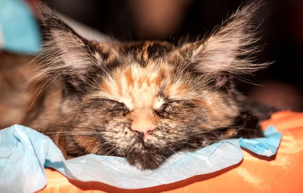 Картинка кошка, фон, сон, окрас, триколор, вислоухая, размытость., Шотландская