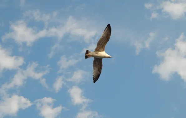 Sky, bird, flight, gull