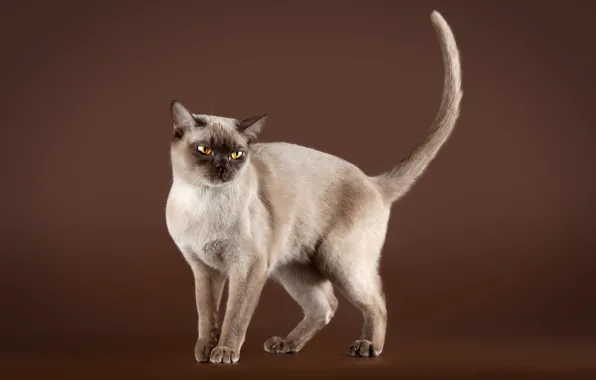 Кошка, кот, взгляд, коричневый фон, сиамский