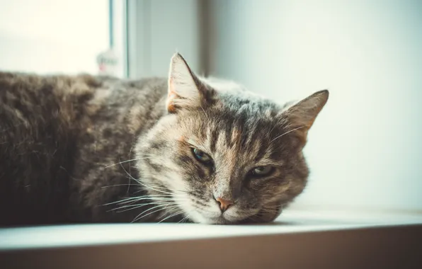 Картинка кошка, животное, красивая