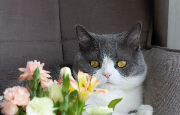 Кошка, кот, цветы, поза, портрет, букет, кресло, мордашка