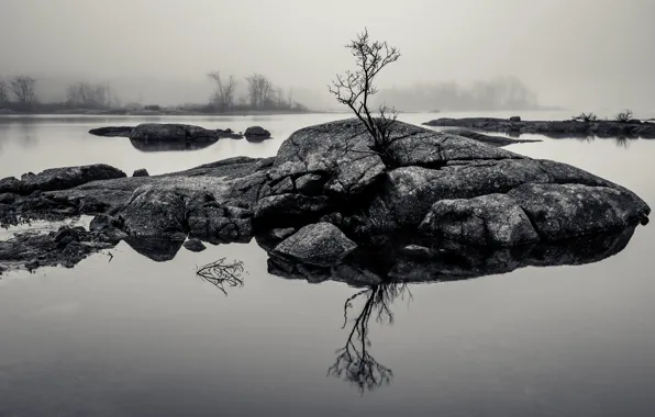 Rock, water, lake, tree, fog, reflection