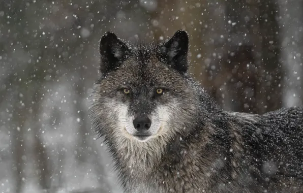 Картинка взгляд, морда, снег, волк, хищник, санитар леса