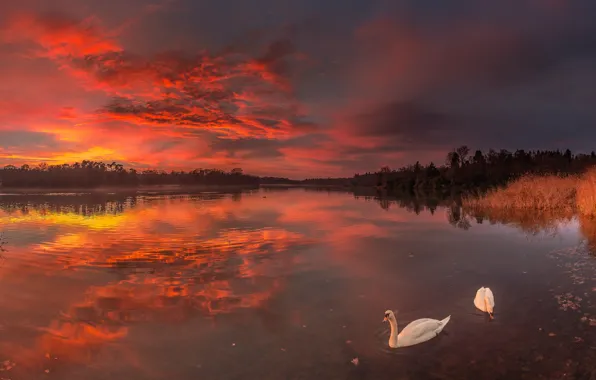 Закат, озеро, лебеди