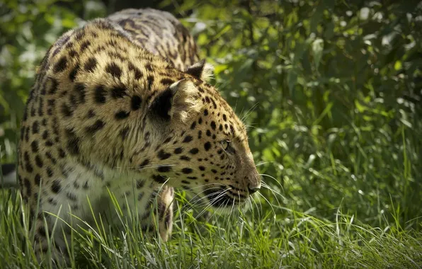 Картинка трава, морда, хищник, профиль, дикая кошка, амурский леопард, © Ania Jones