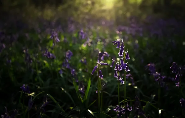 Цветы, природа, фон