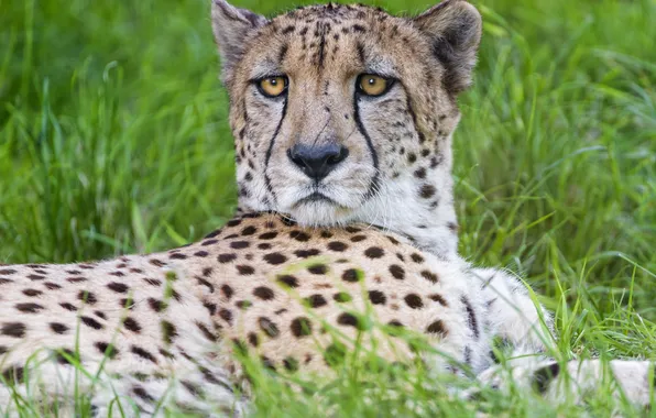 Картинка кошка, трава, взгляд, гепард, ©Tambako The Jaguar