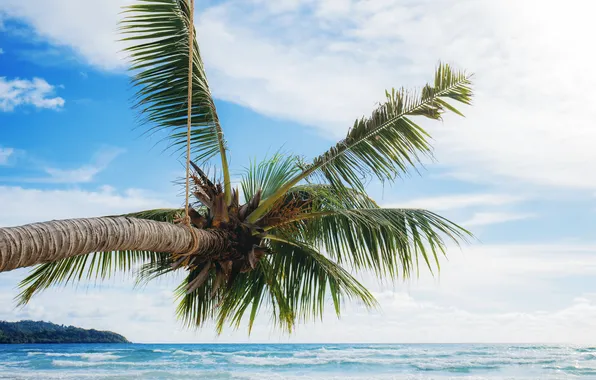 Море, пляж, лето, небо, пальмы, summer, beach, sea