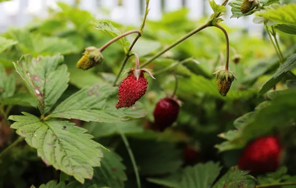 Лето, berry, ягода, summer, виктория, Victoria, 2016