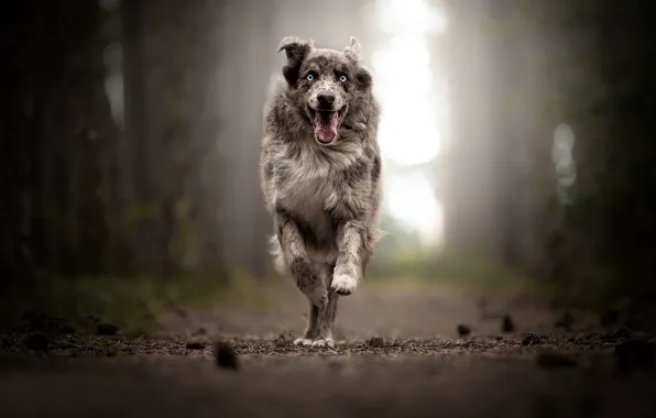 Радость, собака, бег, прогулка, боке, Австралийская овчарка, Аусси